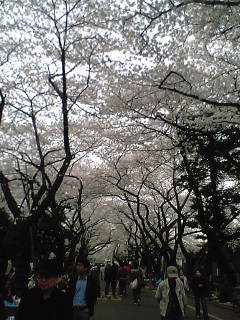 ueno_sakura.jpg