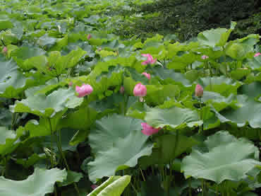 上野の不忍池の蓮