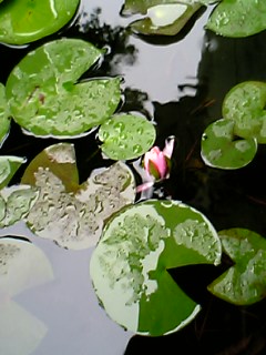 雨にぬれてキレイな蓮