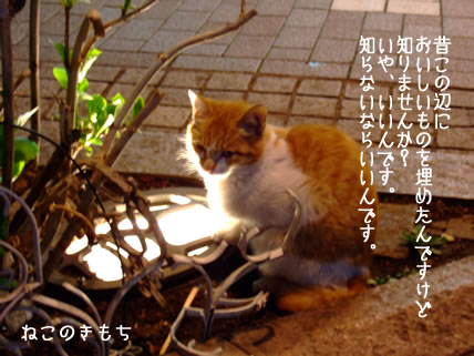ねこさんがさがしものをしていました。