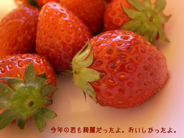 いちごりらっぱんつるっぱげんごろう