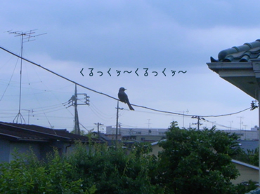 その鳥さん