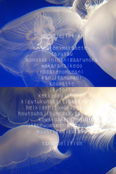 jellyfish